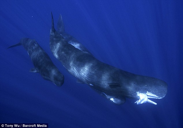 sperm whale hunting.jpg
